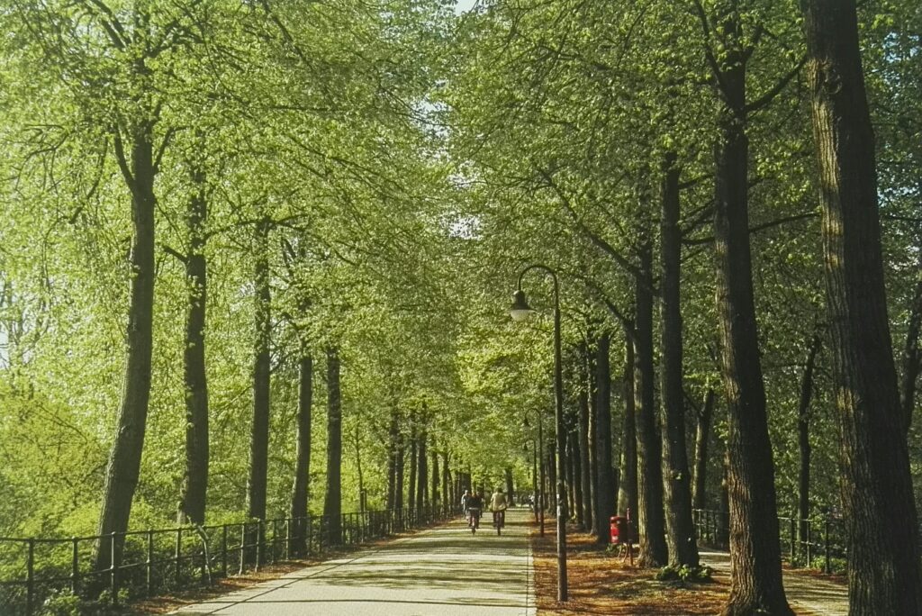 Baumallee auf der Promenade in Münster
